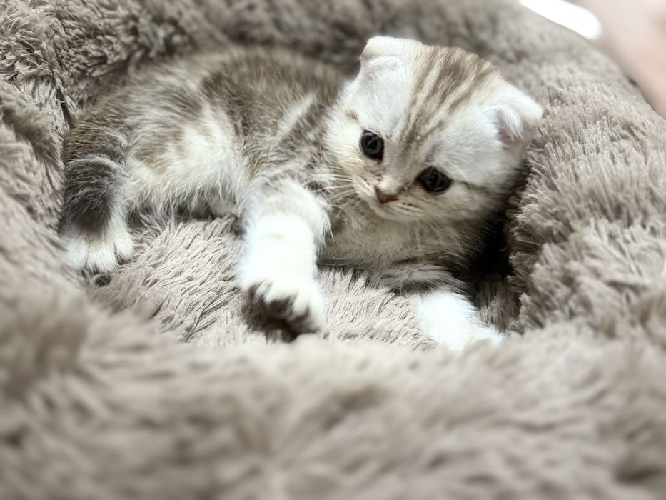 шотландский вислоухий мальчик 2 мес