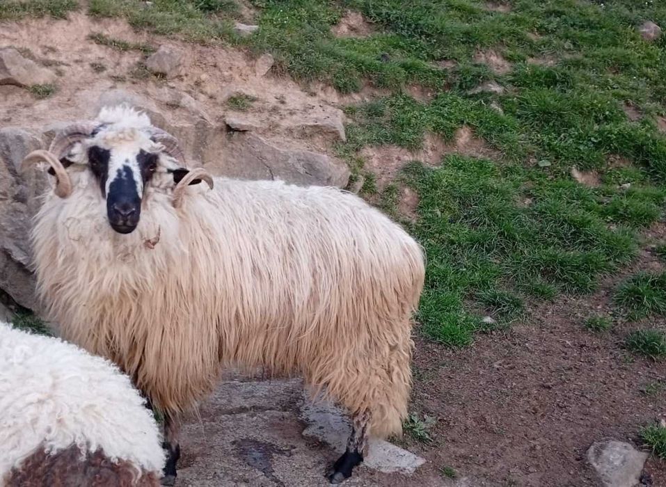 Vând berbec tânăr