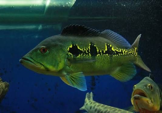 Редкие экзотические рыбы