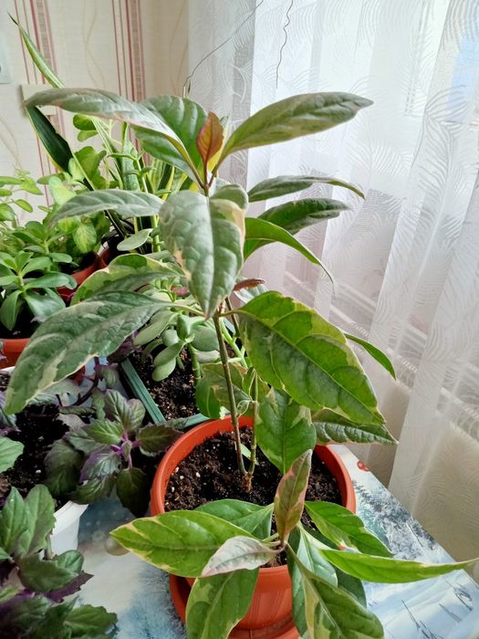 Цветы комнатные продам