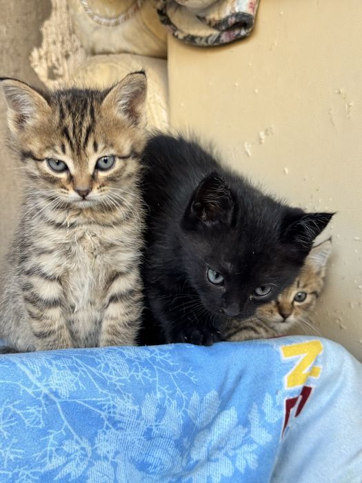 Отдам котят в добрые руки
