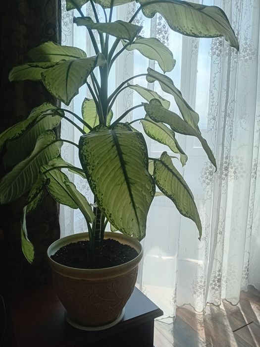 Продам комнатный цветок Диффенбахия