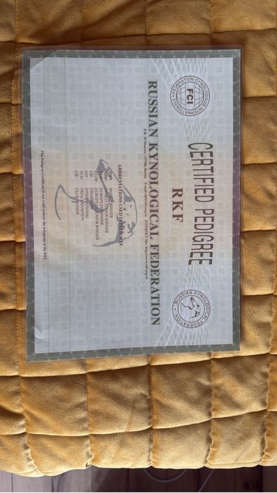 Аляскинский маламут вязка