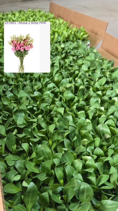 Рассада Эустомы (Лизиантус)