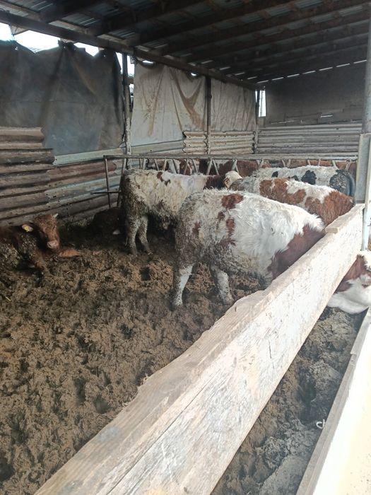 Vand 30 de vitei de boxa0