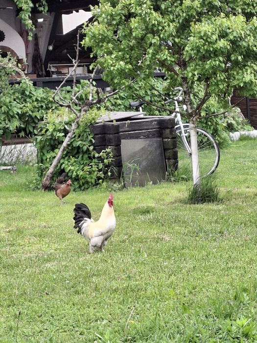 Gaini pitice și cocosi.