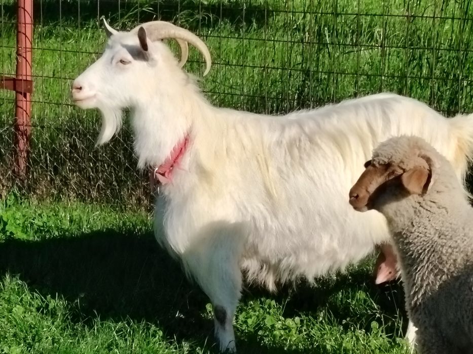 Capră sannen de vânzare