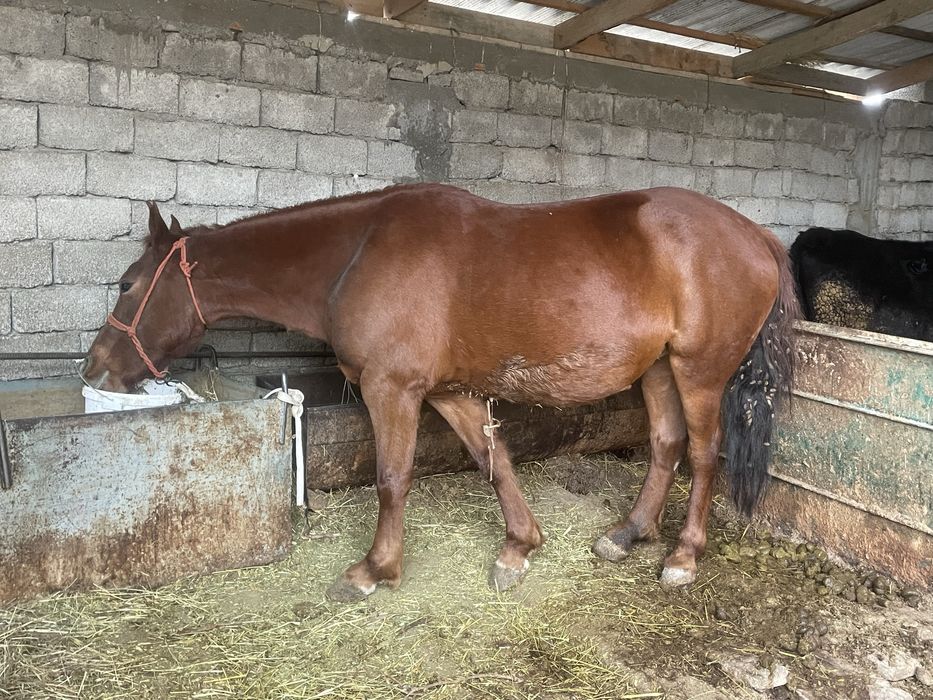 Бие сатылады бордақыда тур