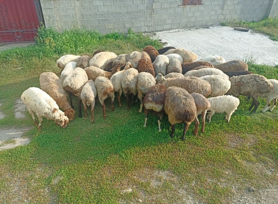 Продам 10 маток с ягнятами
