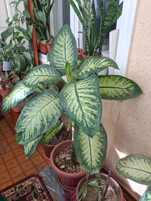 Диффенбахия Род Ароидные (Araceae)