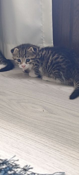 Oʻsma quloq mushuk Вислоухие котята