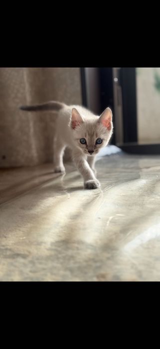 Бала мысық,туалетке үйренген