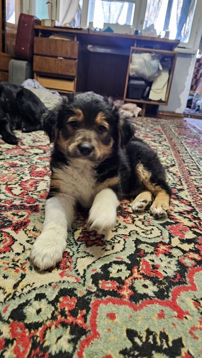 Отдам в хорошие руки щенков