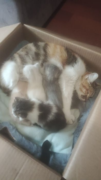 Отдам котят даром