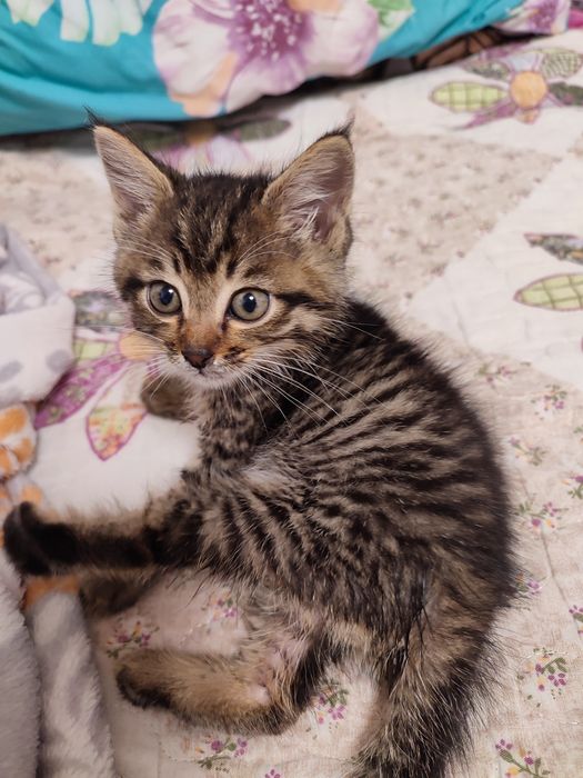 Отдам кисяо в добрые руки.