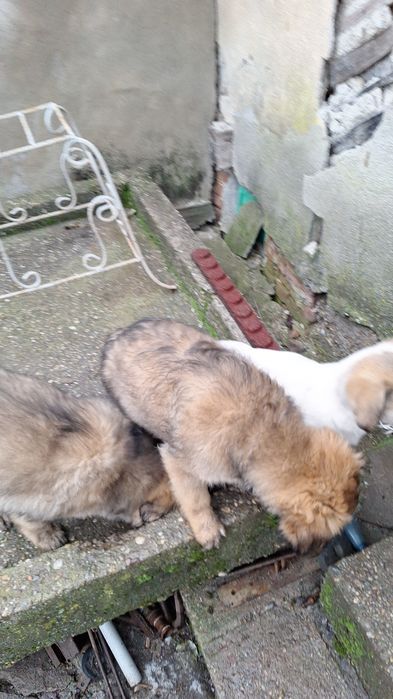 Donez  catelusi  talie mare, medie