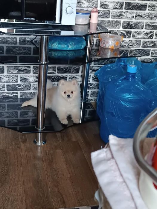 Инструктор-кинолог профессиональная дрессировка,передержка.