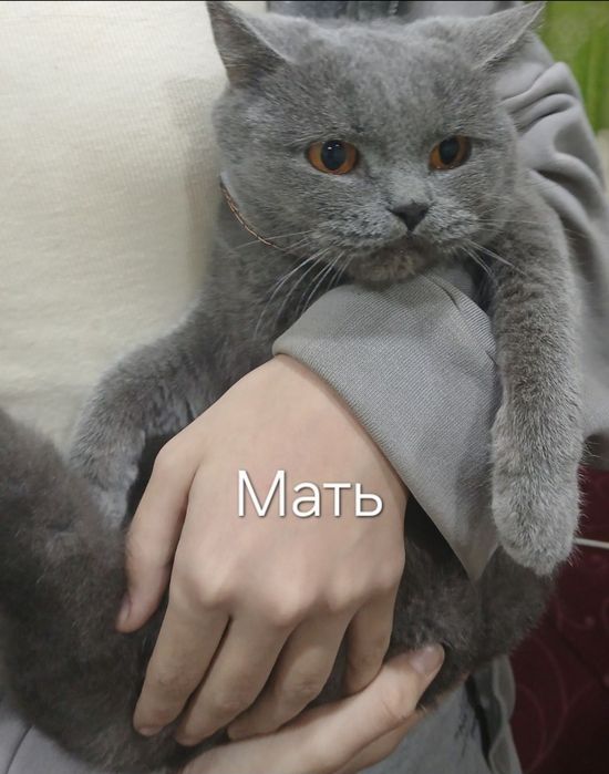 Скоттиш фолд  3 месяца девочка