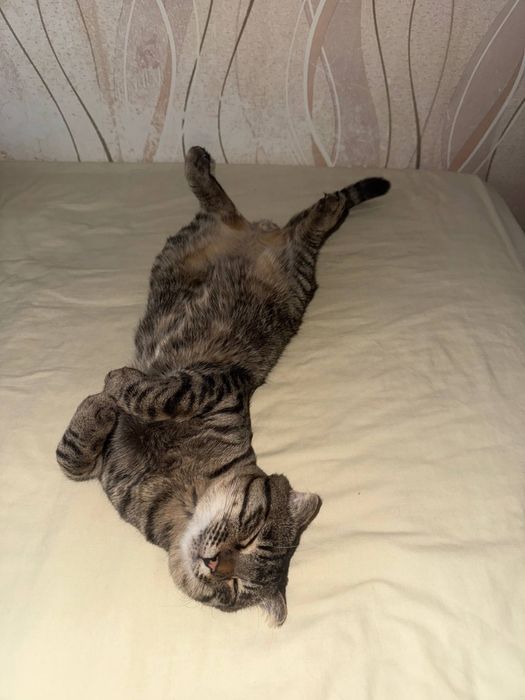 Отдам кота в добрые  руки