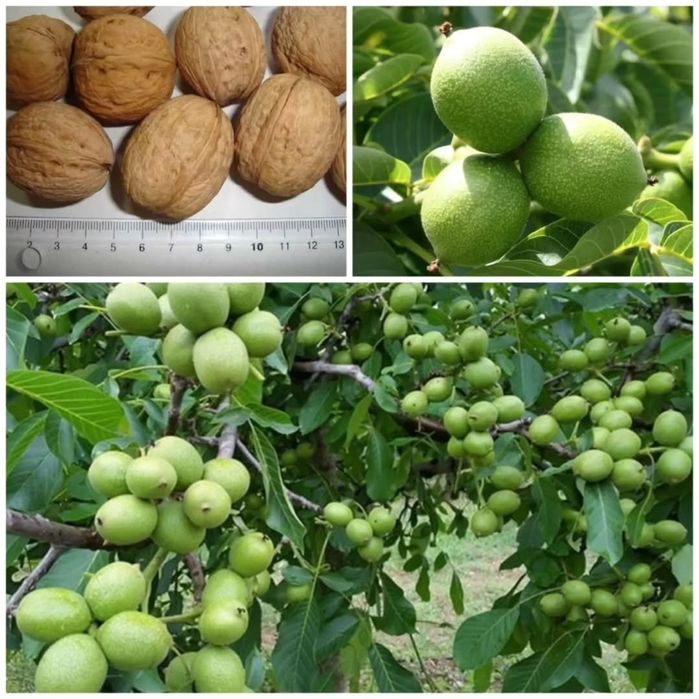 Саженцы ореха, сорт Самомлодный