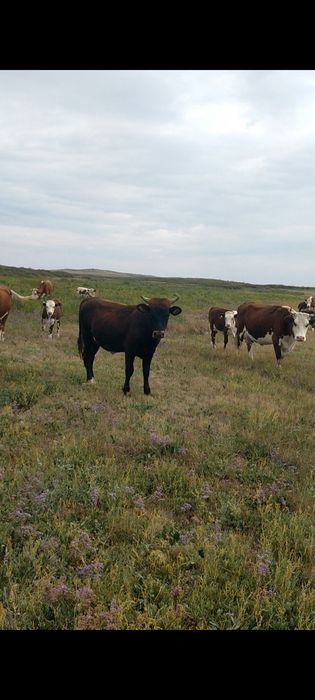 4бас полтарашка  5 бас подсос бука
