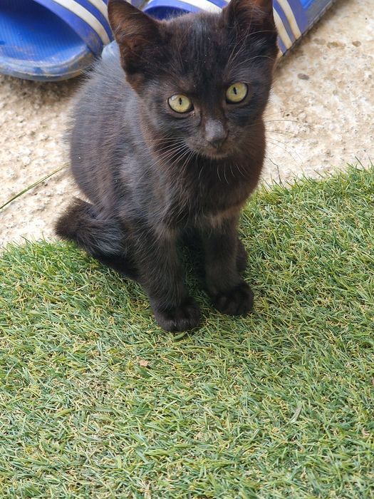Adoptie  pisicute  negre
