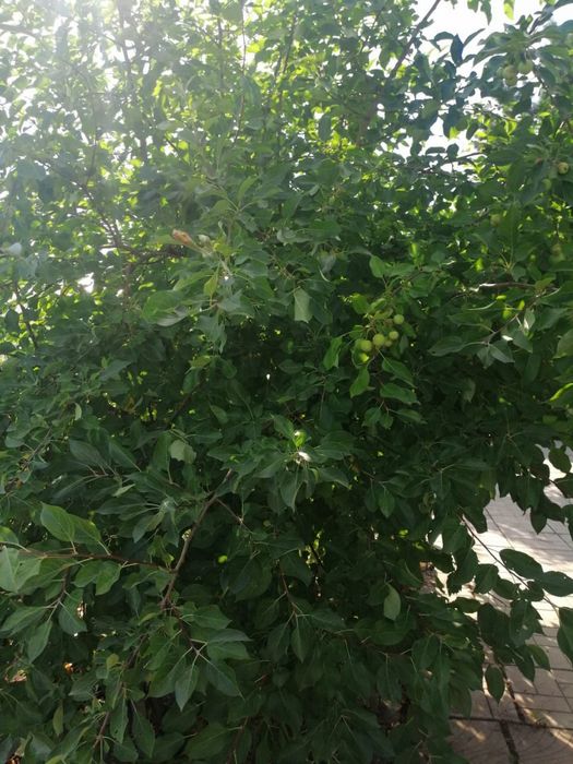 Продаётся дача, Гудок-Эврика, 5,8 соток