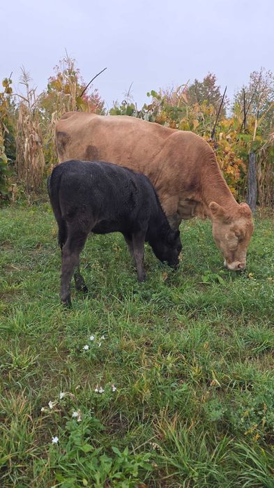 Vacă de vânzare cu vitică angus