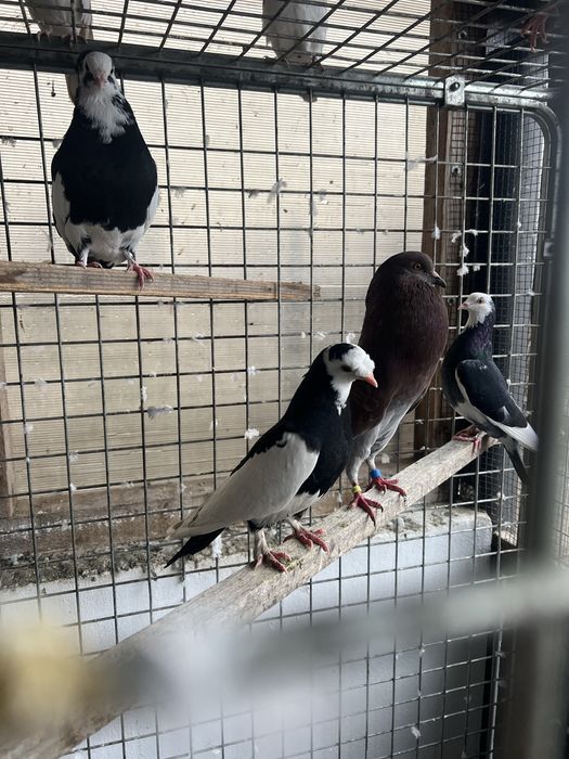 Disponibili porumbei jucatori