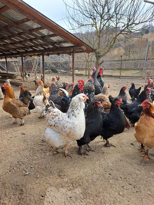 Vând ouă pentru incubat