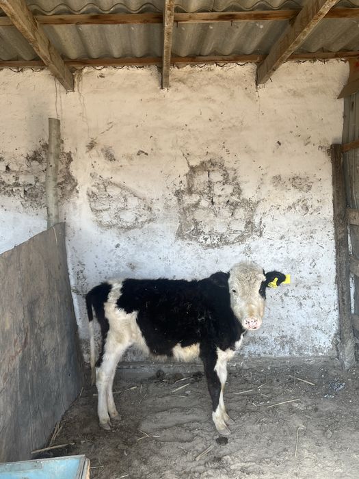 Баспақ екеуі бірге сатылады.