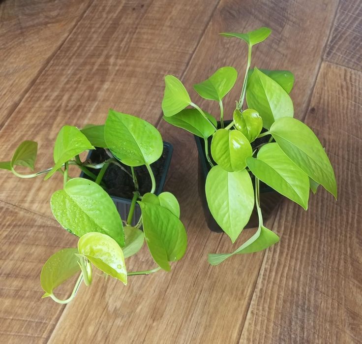 Продам комнатные цветы