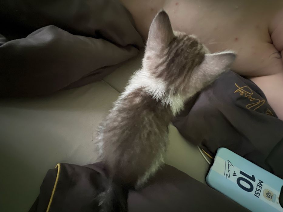 Котята 2 месяца,британцы!