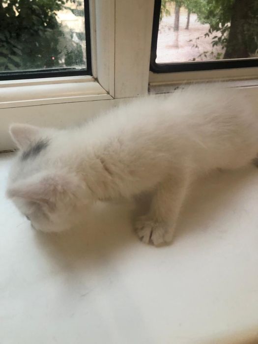 Отдадим котенка