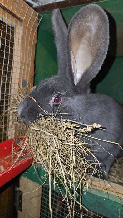 Vând femelă uriaș german fluture și berbec maturi