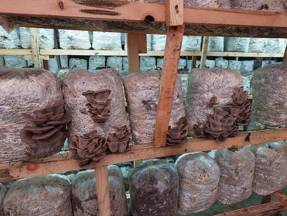 Ку́зикорин уруґи. Вешенка нави. Качественные семена грибов.