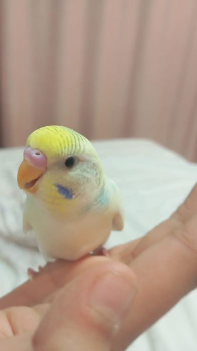 Ручные  волнистые попугайчки