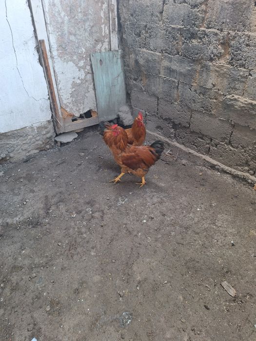 Курица , тауық..