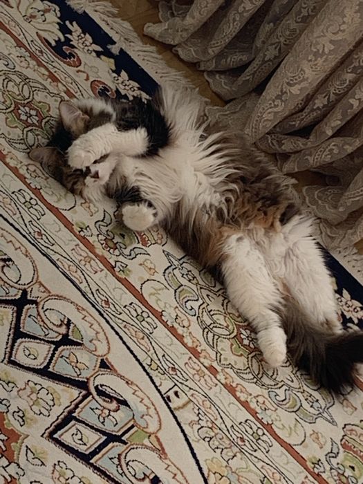 Отдам в добрые руки Кошку