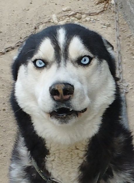 Пропала 13 октяря собака породыХаски