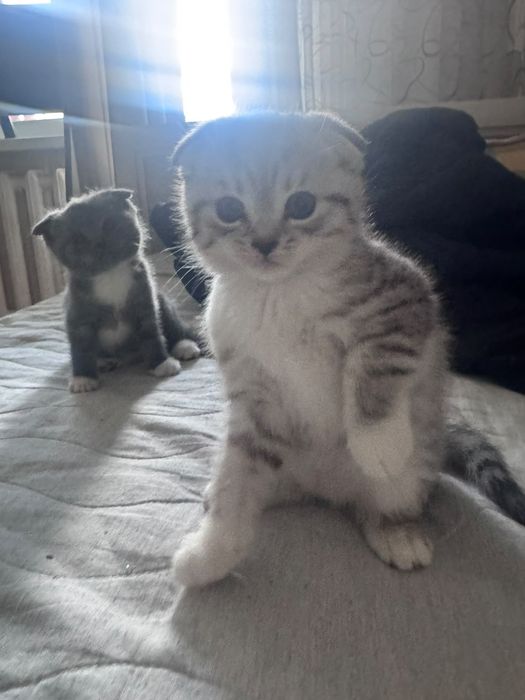 Вислоухие котята