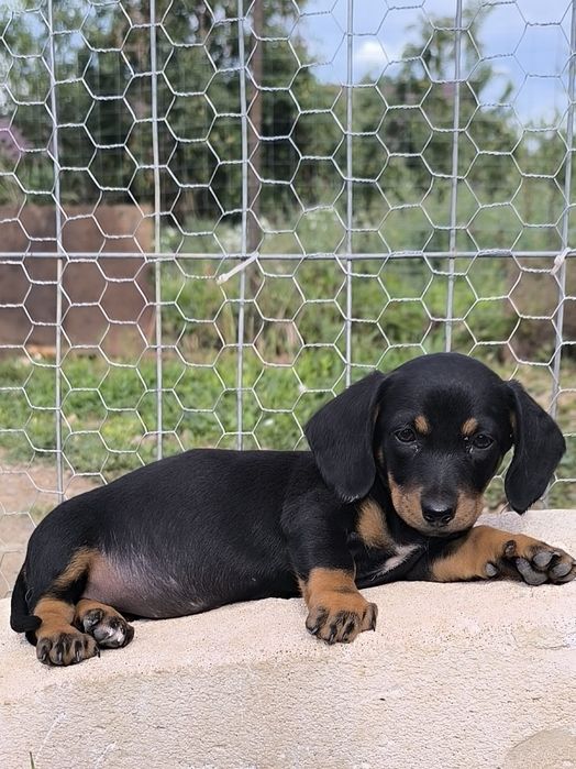 Cățel teckel dachshund