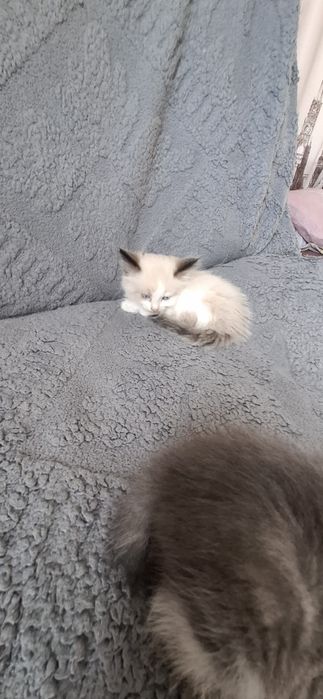 Отдаём в добрые руки котят