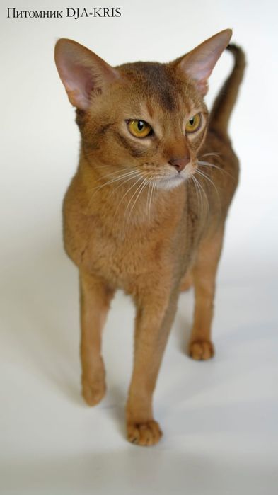 Абиссинский кот на вязку