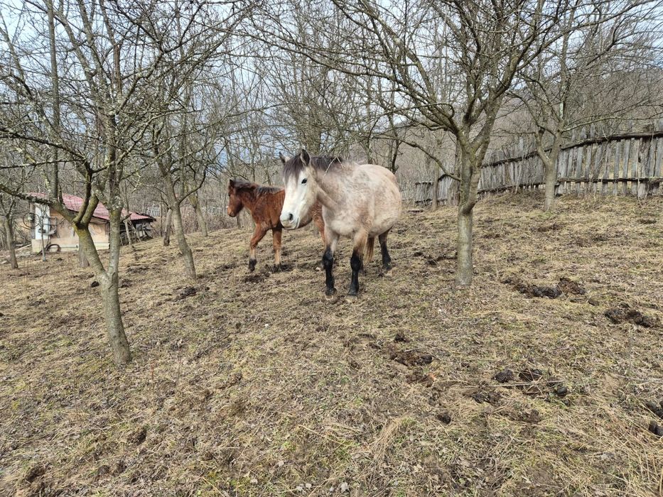 Iapă semigrea și mânz