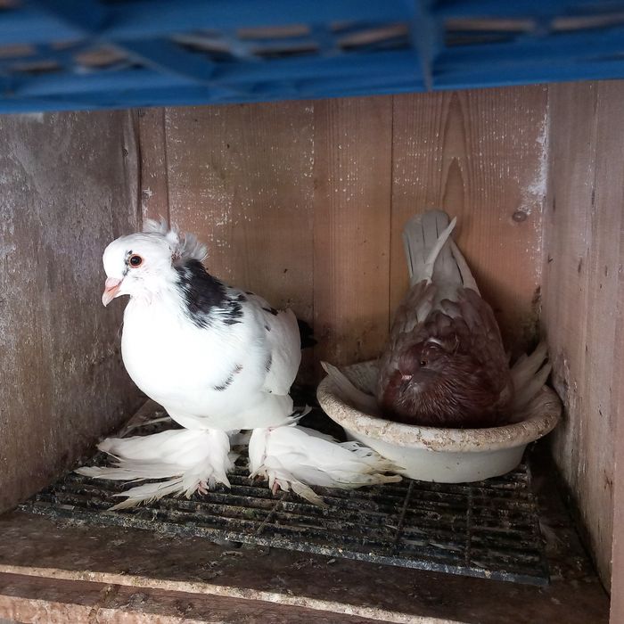 Schimb porumbei uriasi maghiari