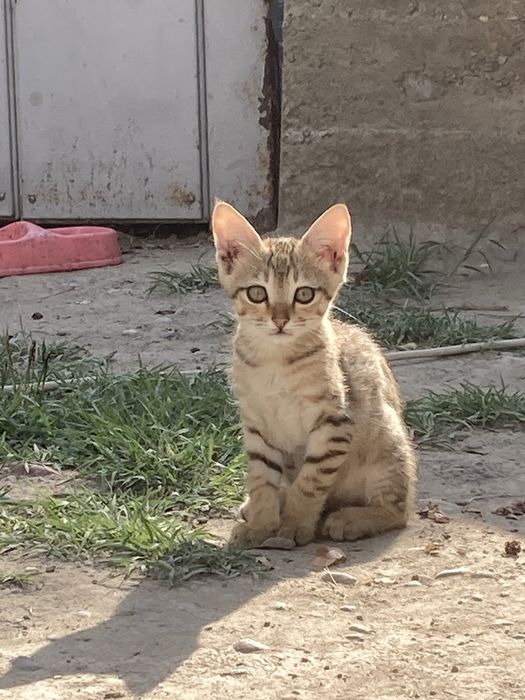 Продаётся кошки домашние бенгальская