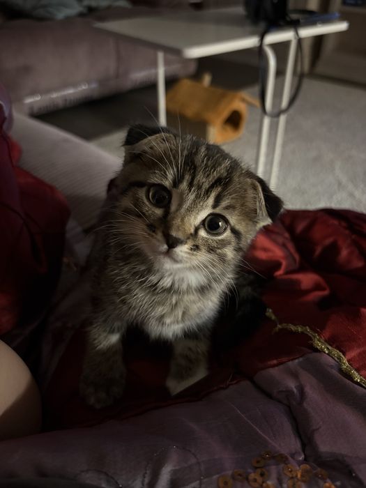 Продам котенка, 25.000