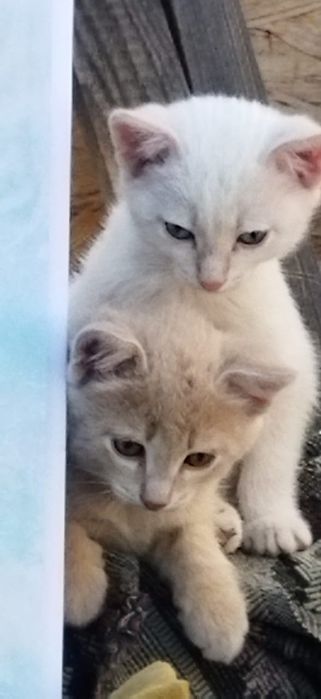 Котята в добрые руки