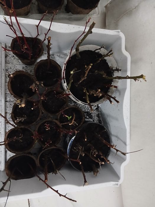 Саженцы лоток 25000